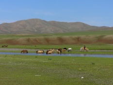 Pferde in der Mongolei